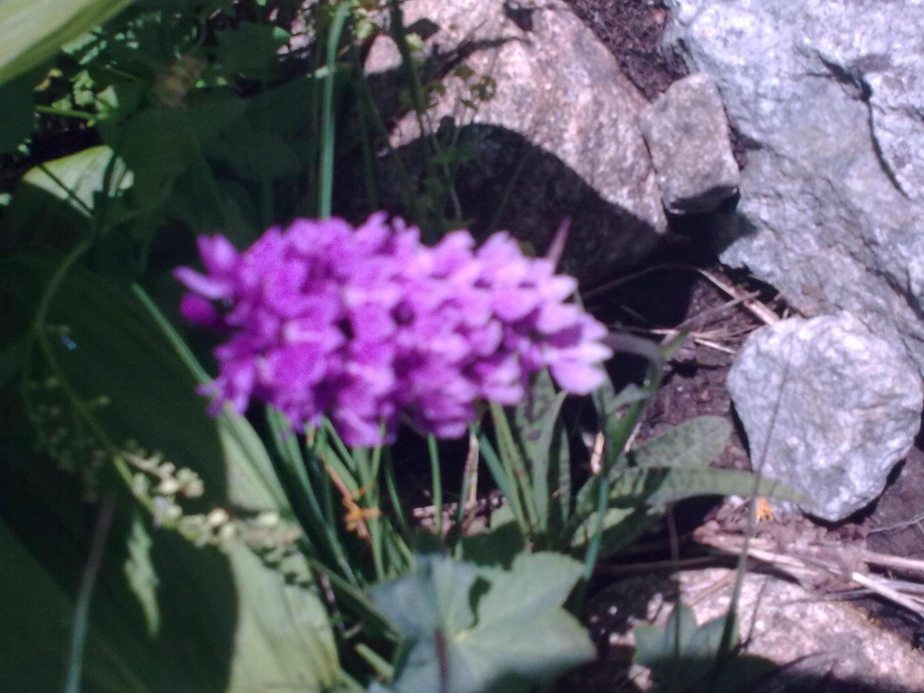 Dactylorhiza da Entracque